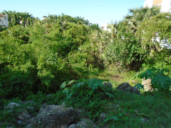 Dense trees and lush vegetation second row from the beach| Benford Homes