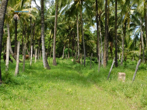 Trees covered with lush green vegetation on a Quater acre piece of land on sale| Benford Properties