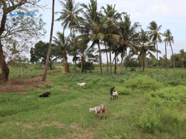 Green lush vegetation with scattered trees on 20 acre prime land| Benford Properties