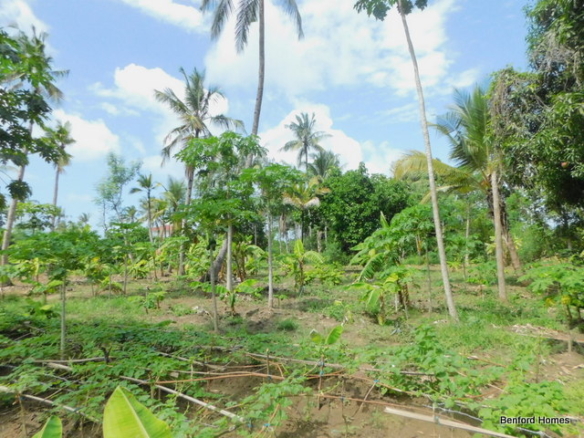 Beautiful green 6 acres of land in Majengo Mtwapa | Benford Homes Land on sale
